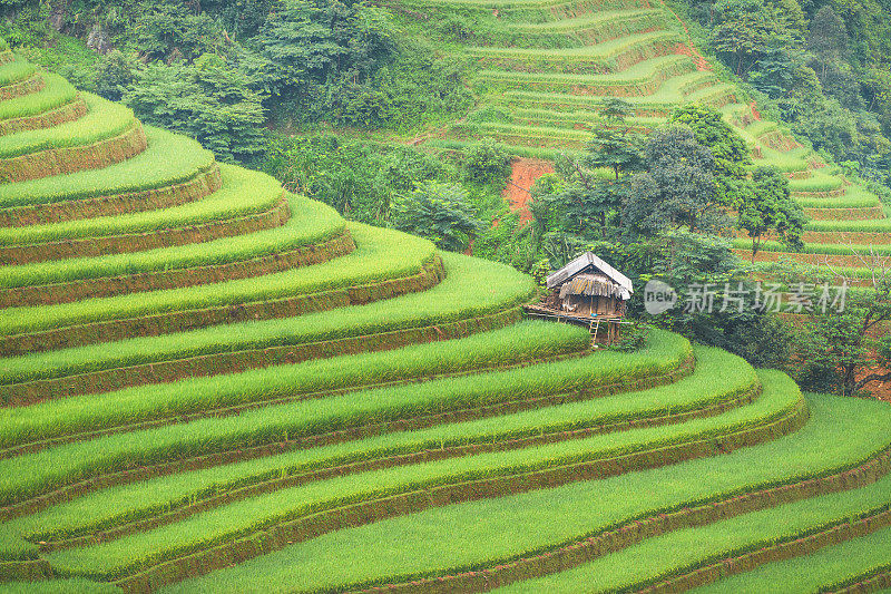 美丽的风景，绿色的稻田准备在越南西北部的梯田日落山在木仓寨，Yen Bai，越南